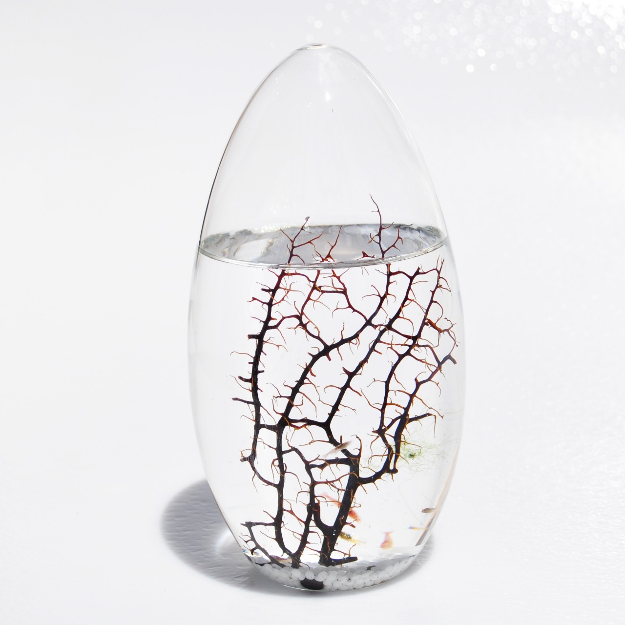 Why a Self Sustainable Ecosystem Makes the Best Educational Tool